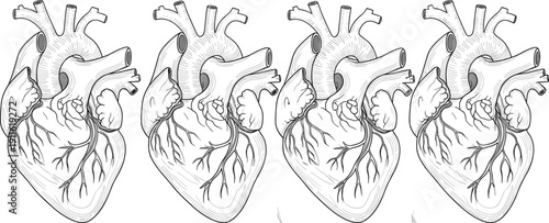 Set of Four Detailed Anatomical Human Heart Illustrations in Line Art Style for Cardiology Medical Education Healthcare Research Science Projects and Biological Study Graphics