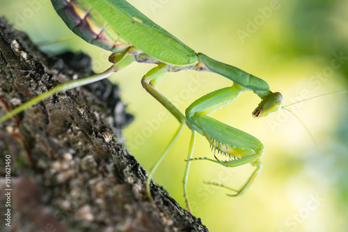 Close up photo of a Green praying mantis Mantis religiosa
