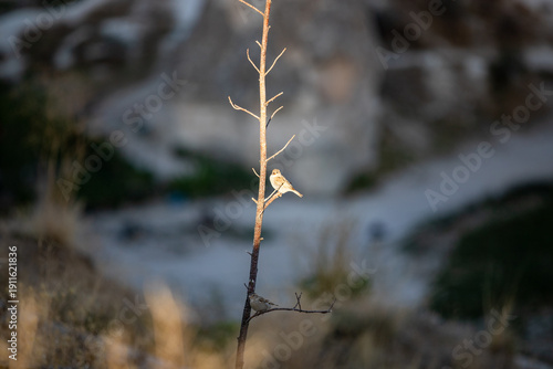 Fototapeta A sparrow seating on a twig under the sunlight in Cappadocia, Turkey