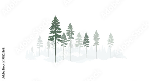 Group of Evergreen Trees in Fog.