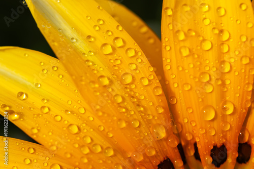 Raindrops on an orange gazania close up
