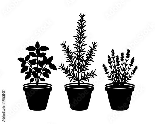 Potted herbs silhouette set: Basil, Rosemary, and Lavender vector illustration.