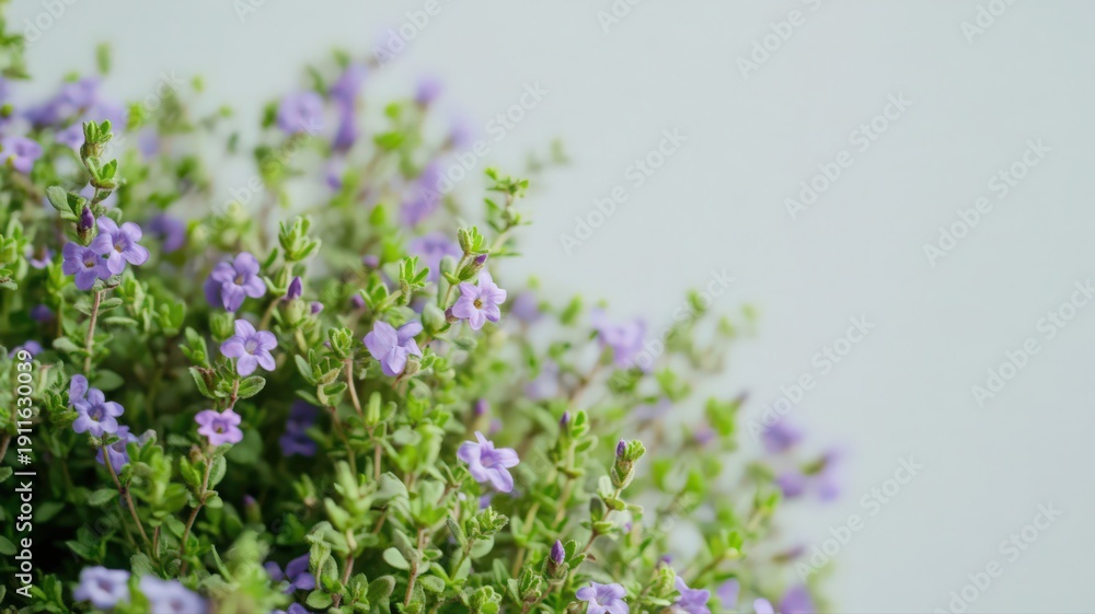 Obraz premium Wild Thyme Plant Featuring Tiny Purple Flowers Against a Clean Background