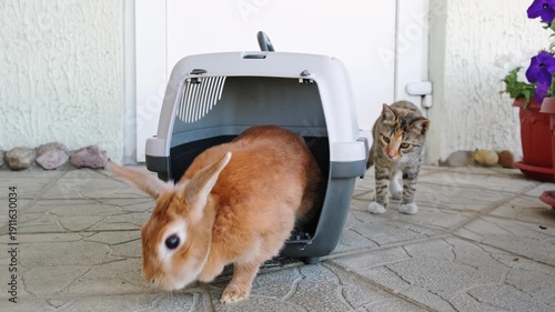 Domestic cat watching the rabbit. Decorative bunny came out of the cage. Curious kitten. Adopted family member. Introducing pets. An animal shelter. Interspecific relations. High quality 4K footage.