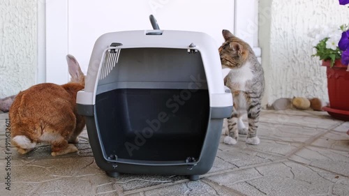 Domestic cat watching the rabbit. Decorative bunny came out of the cage. Curious kitten. Adopted family member. Introducing pets. An animal shelter. Interspecific relations. High quality 4K footage.