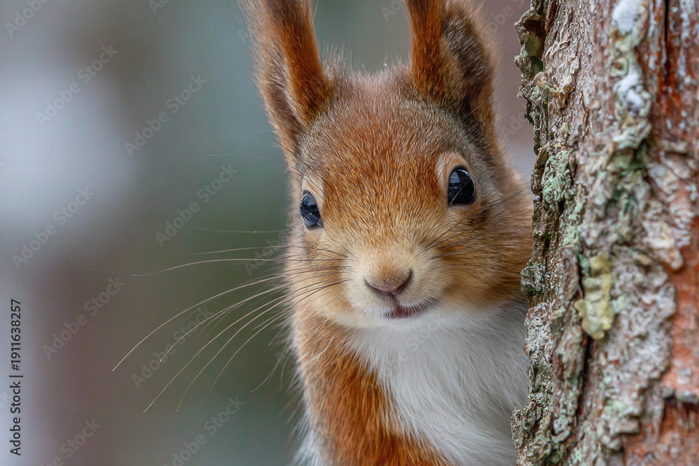 Obraz premium Curious red squirrel peeking behind the tree trunk