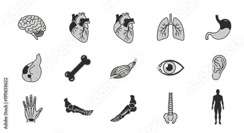 Collection of human body organ illustrations and anatomical drawings.