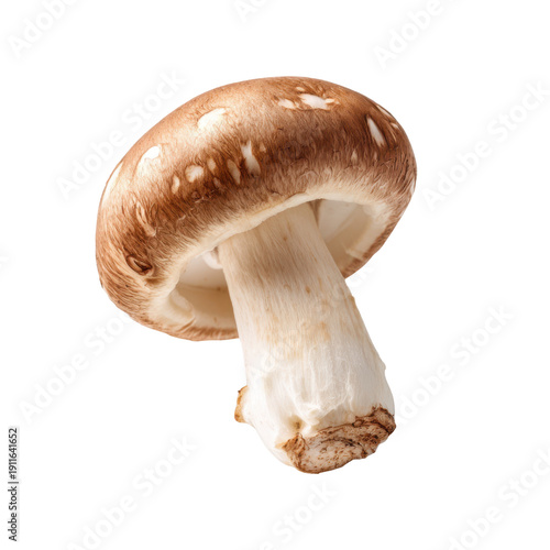 Single Portobello Mushroom with Brown Cap and White Stem Isolated on a Transparent Background fungi fungus, Isolated On White, Png Transparent, Cut Out