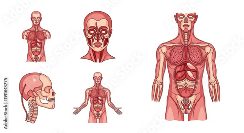 Anatomical illustrations of human muscular system and skeleton.