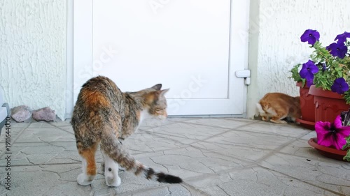 Curious domestic cat watching the rabbit. Decorative bunny hides and looks at the kitten. Adopted animals. Introducing pets. Animal shelter. Interspecific relations. Playful mood. HQ 4K footage.