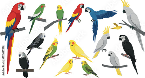 Colorful Cartoon Parrot and Tropical Bird Collection in Flat Vector Style Featuring Exotic Pet Birds on Perches