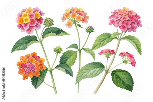 Quadro su tela Watercolor Lantana Flower Illustration, Colorful Garden Botanical, vector illust