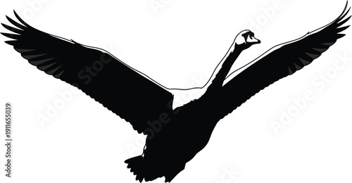 Silhouette of a flying pelican viewed from below in a dynamic pose with outstretched wings eps file