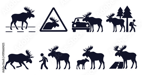 Moose crossing roads and interacting with people and cars in nature