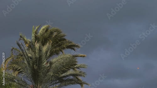 Palm tree bending in strong storm wind and dark sky