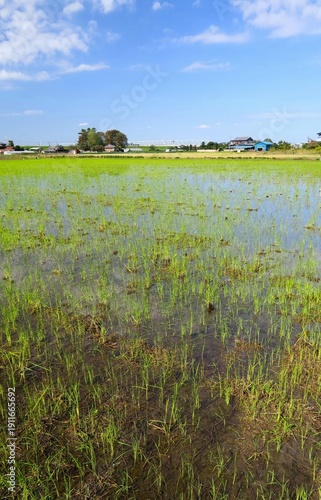 秋の郊外の雨上がりの田圃風景