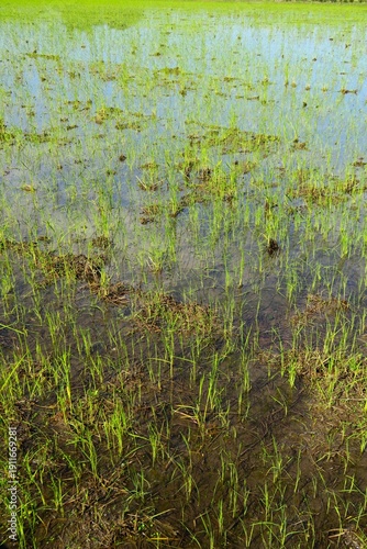 秋の郊外の雨上がりの田圃風景