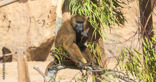 Wallpaper Mural Baboon monkey sitting on a branch and eating Torontodigital.ca