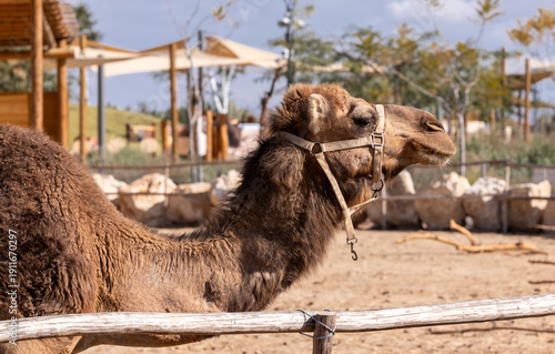 Wallpaper Mural Dromedary camel head profile in desert zoo or farm environment Torontodigital.ca