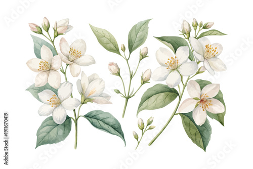 Watercolor Jasmine Flower Clipart, Fragrant Botanical Art, vector illustration isolated on white background