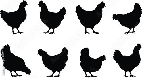 Collection of black chicken silhouettes isolated on white background displaying various standing and pecking poses, farm poultry set, minimalist vector illustration