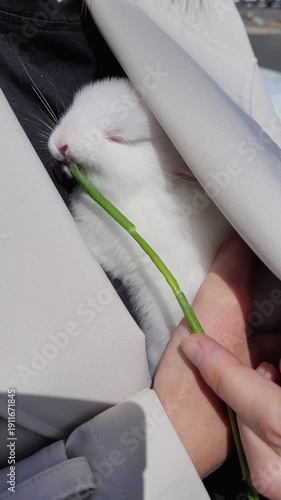 A tiny baby bunny is snuggled inside someone’s jacket, munching on some grass
