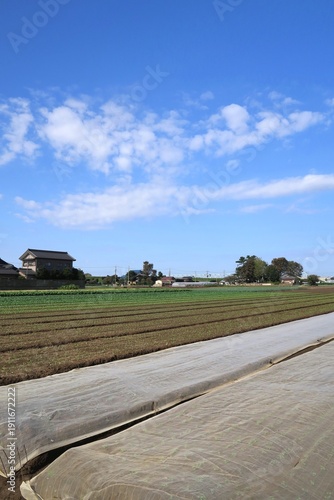 Wallpaper Mural 防虫シートのある秋の郊外のほうれん草畑風景 Torontodigital.ca