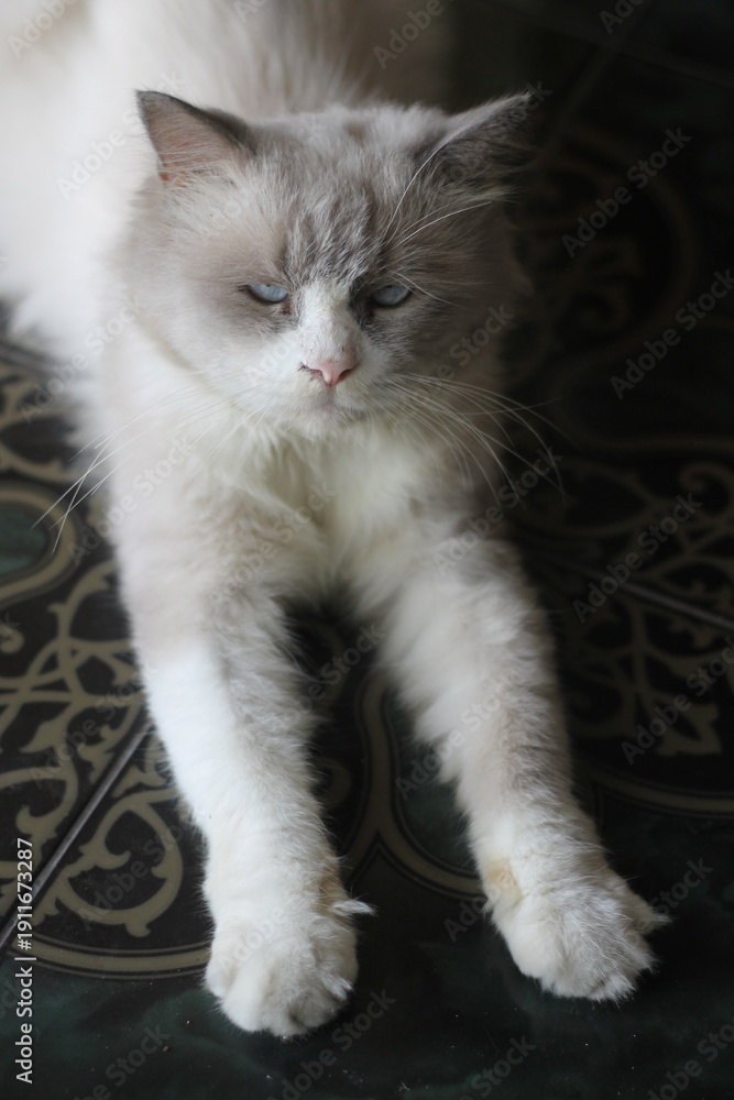 Obraz premium cat on the floor