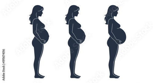 Pregnancy Trimester Silhouette Progression First Second Third Stage Illustration