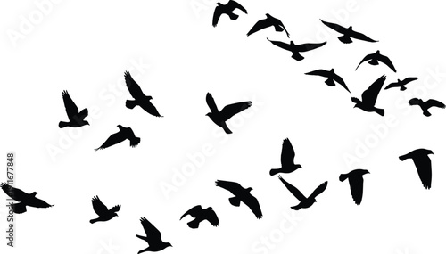 Flock of flying birds silhouette isolated on white background, group of black pigeons soaring in the sky, wild nature animal vector illustration design.