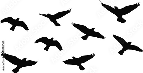Silhouettes of birds in flight showing diverse wing positions and motion, capturing elegance, dynamics, and natural behavior in black vector design for creative projects