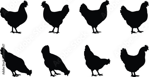 Set of black chicken silhouettes isolated on white background showing different standing and feeding poses, farm poultry collection, minimalist vector illustration