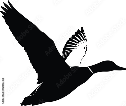 Bird in flight with spread wings and feathers visible from a side view illustration