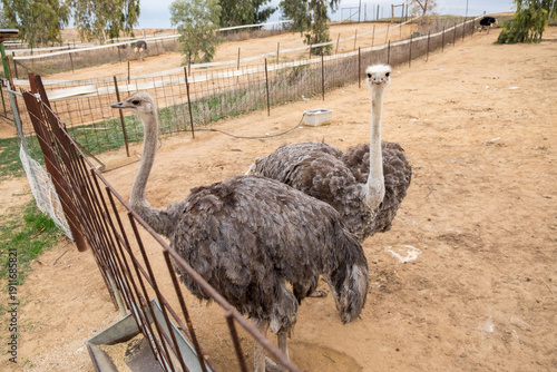 Wallpaper Mural Two curious ostriches in a farm enclosure Torontodigital.ca