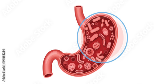 Anatomy of a human stomach shown with a magnifying lens highlighting various bacteria and microbes living inside the digestive system for science.