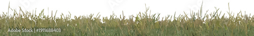 Green and dry grass border illustration vector element for natural design projects and backgrounds. Meadow grass illustration vector.