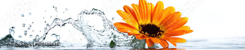 Orange flower with water splash isolated on white background, macro close-up, fresh botanical spa and skincare concept, panoramic horizontal banner with copy space