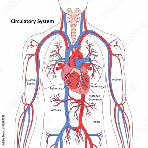 Simplified illustration of the human circulatory system, featuring the heart, major arteries, and veins for educational anatomy.