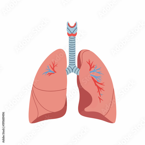 Human Lungs Anatomy Vector Illustration. Diagram of the respiratory system showing trachea, bronchi, and pulmonary structures isolated on white background.