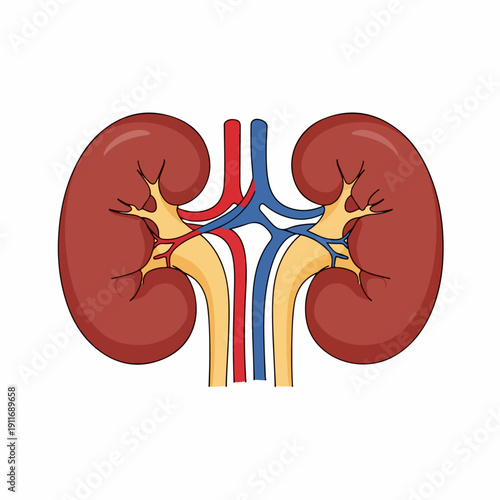 Cartoon Illustration of Human Kidneys Anatomy Showing Renal Artery, Vein, and Ureters for Education and Medical Concepts.