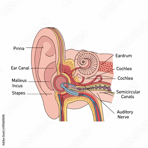 Human Ear Anatomy Diagram: Labeled cross-section showing structures like the Cochlea, Ossicles, and Auditory Nerve for medical education.