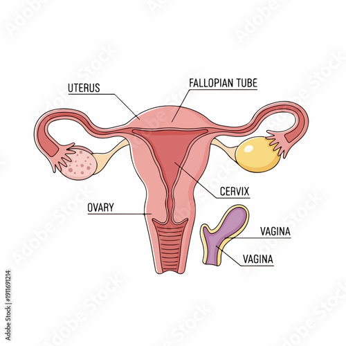 A simple, labeled illustration of the female reproductive system anatomy, including the uterus, ovaries, fallopian tubes, cervix, and vagina, for education and medicine.