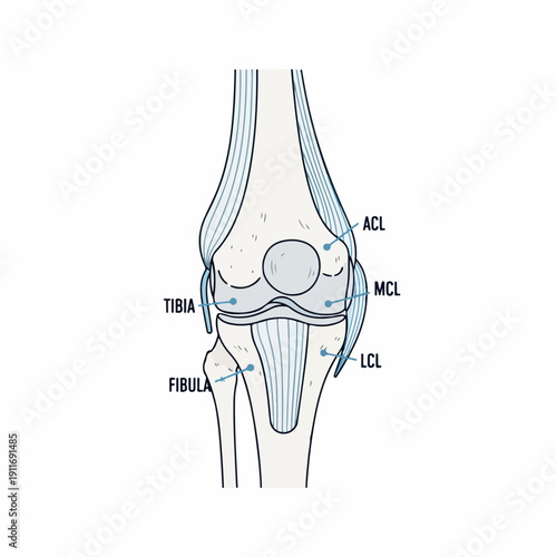Anatomical diagram of the human knee joint ligaments and bones (Tibia, Fibula, ACL, MCL, LCL) in a simplified, educational illustration style.