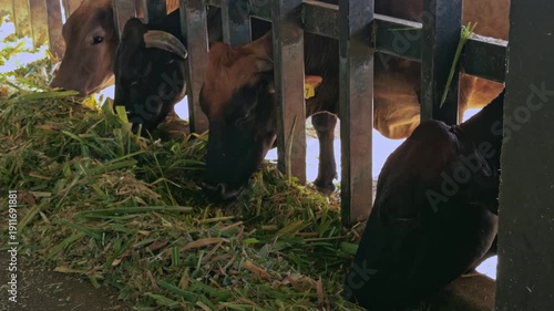 Multiple dairy cows lined up and eating fresh green fodder from a trough in a stable, livestock industry