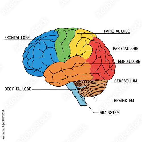 Colorful Diagram of Human Brain Anatomy Showing Labeled Lobes and Major Structures like Frontal, Parietal, Temporal, Occipital, Cerebellum, and Brainstem.