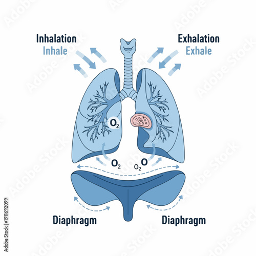 Human Respiratory System Diagram: Illustration of Inhalation and Exhalation Mechanics, Lung Function, and Diaphragm Movement.