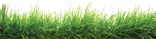 Stylized green grass border illustration for spring and nature designs, isolated vector element on white background.