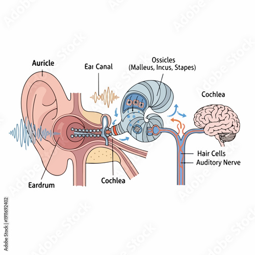 Illustrated Diagram of the Human Ear Anatomy and the Mechanism of Hearing, highlighting key structures like the cochlea and auditory nerve.