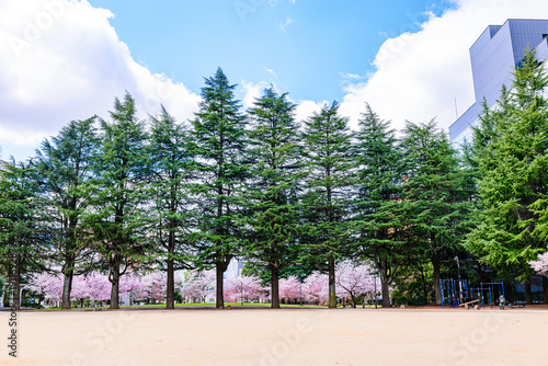杜の都仙台市内の桜
