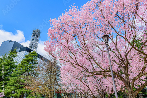 杜の都仙台市内の桜

